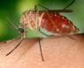 Culex quinquefasciatus