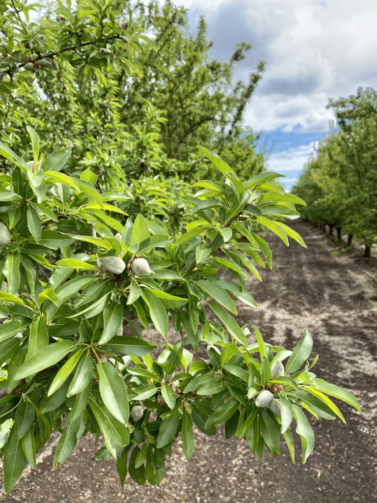 An almond tree in an almond orchard with healthy green leaves