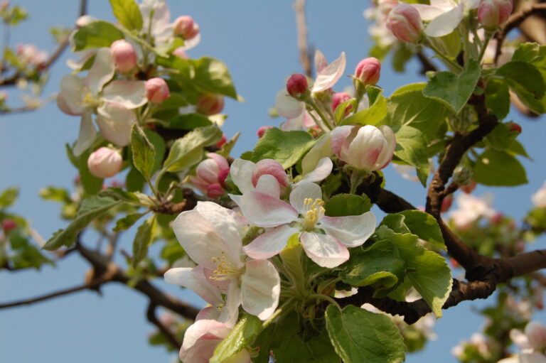 Healthy apple blossom with improved fruit set