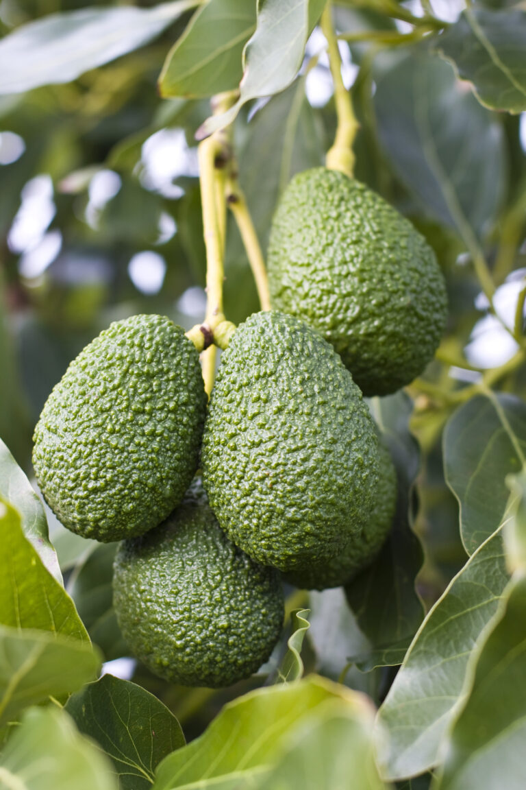 Healthy avocado crop with green healthy leaves