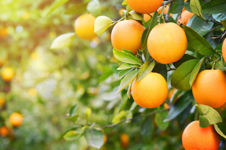 Oranges on the tree in an orange grove