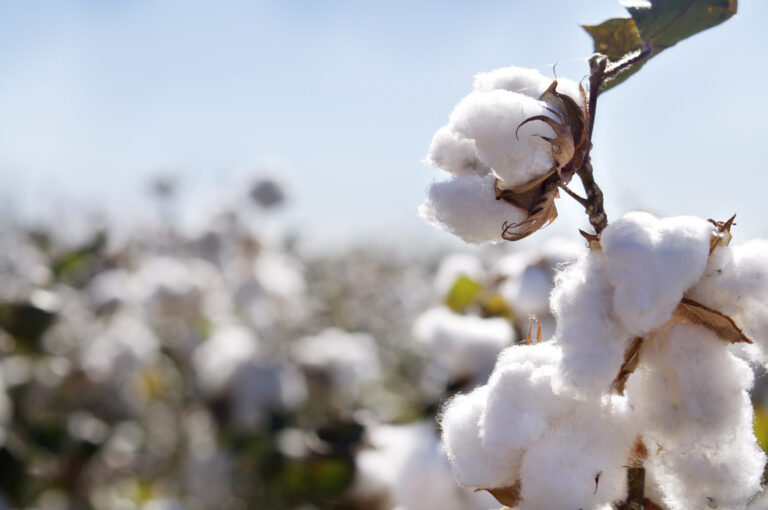 Healthy cotton crop in a field, cotton bolls
