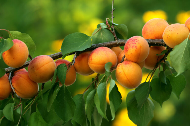 Healthy peach tree