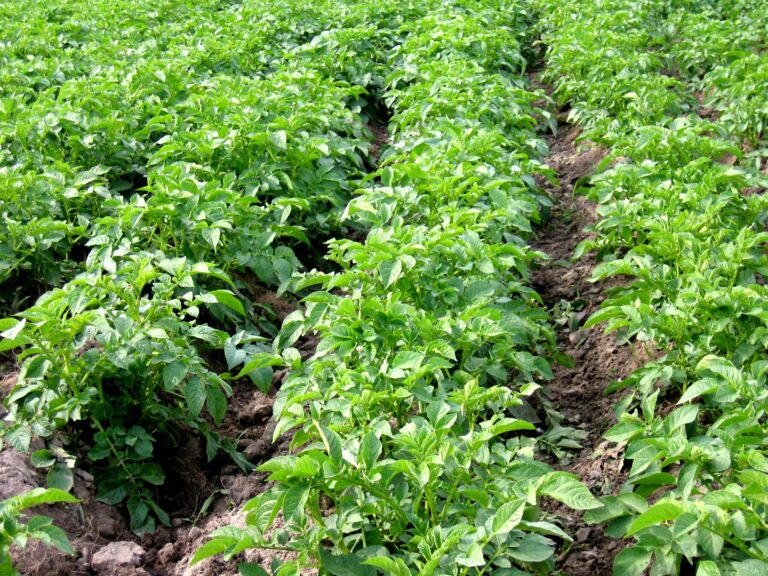 Healthy potato field