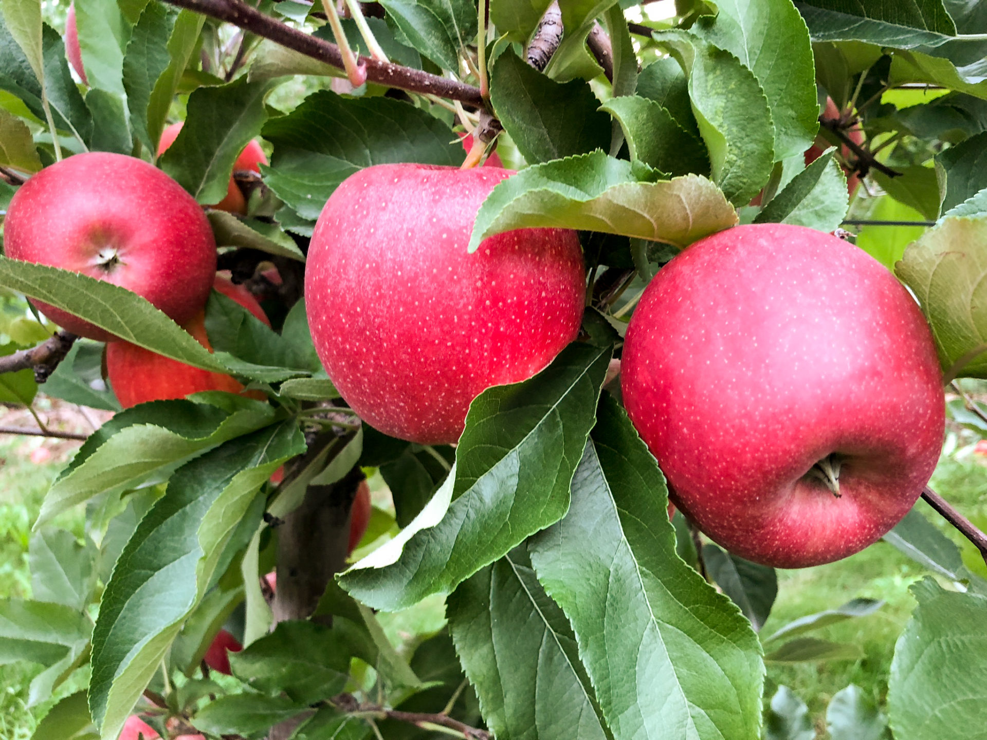 How to grow apples — the organic way – Grow Great Fruit