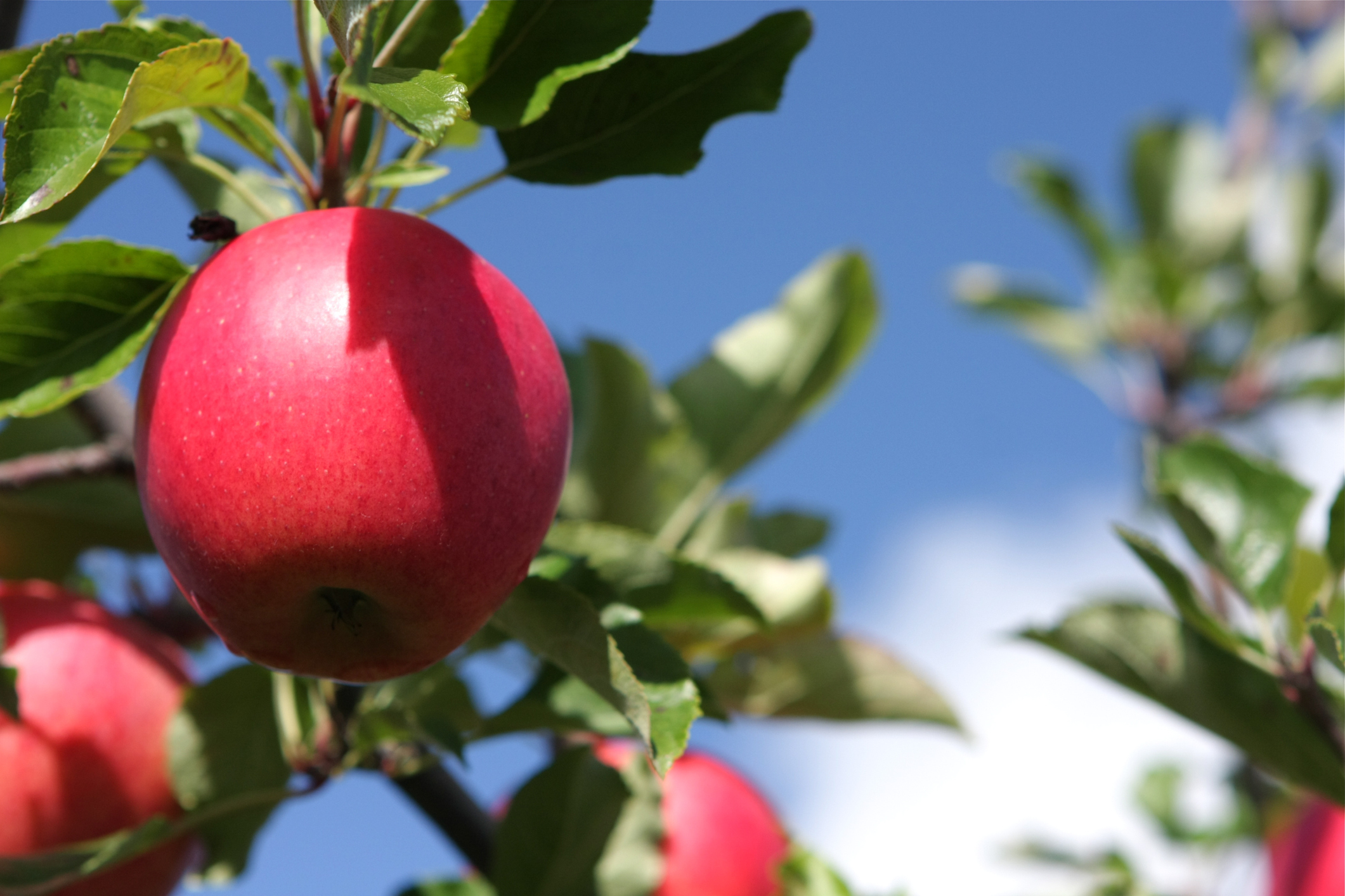 5 Questions with Poliana Francescatto About Apple Fruit Thinning - Valent BioSci