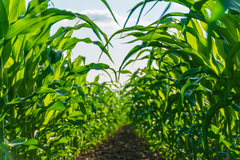 close up of corn rows on either side of image