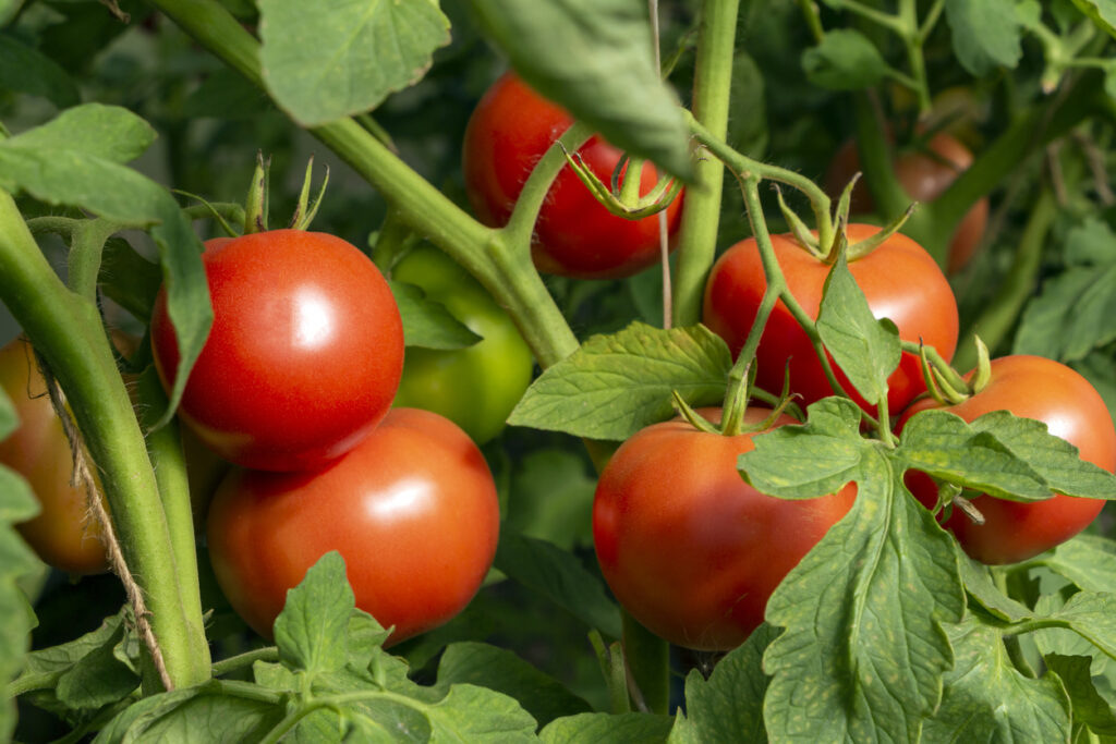 ripe red tomatoes on the vine